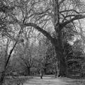 U Oxfordu drvo&hellip;
