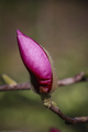 magnolija