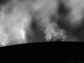 Winter trees