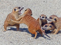 fighters