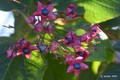 Klerodendron, &hellip;
