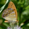 Argynnis paphia