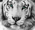 The White Tige&hellip;