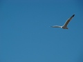galeb