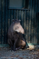 podne tapira