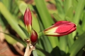 amarilis
