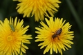pčela 2
