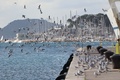 galebovi u bje…