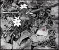 buba chvarak :)
