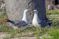 galebarenje