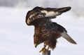 škanjac- Buteo&hellip;
