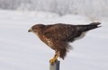 škanjac- Buteo&hellip;