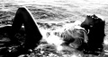 cry of whales 