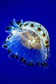 Meduza 3