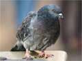 Evil pidgin
