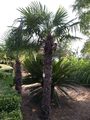 Trachycarpus f&hellip;