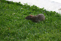 ratatouille