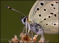 Lycaena tityrus
