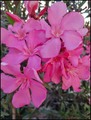 moj oleander i…
