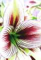 Hippeastrum