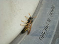 poland bee